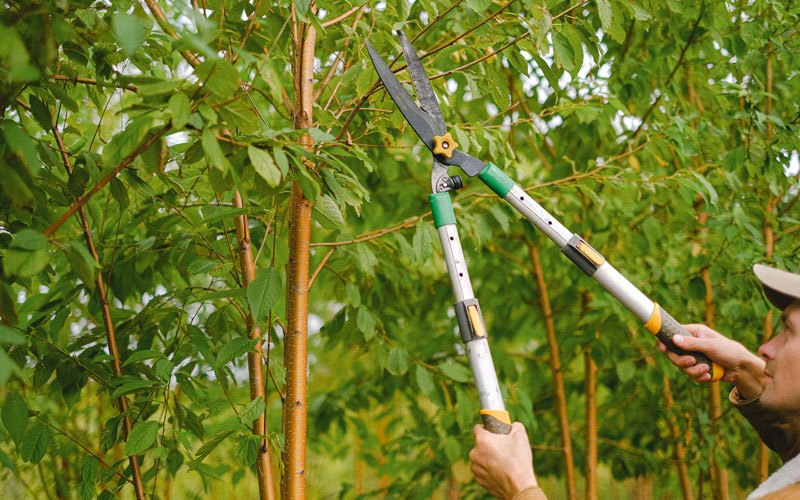 Tree trimming in Galva, KS